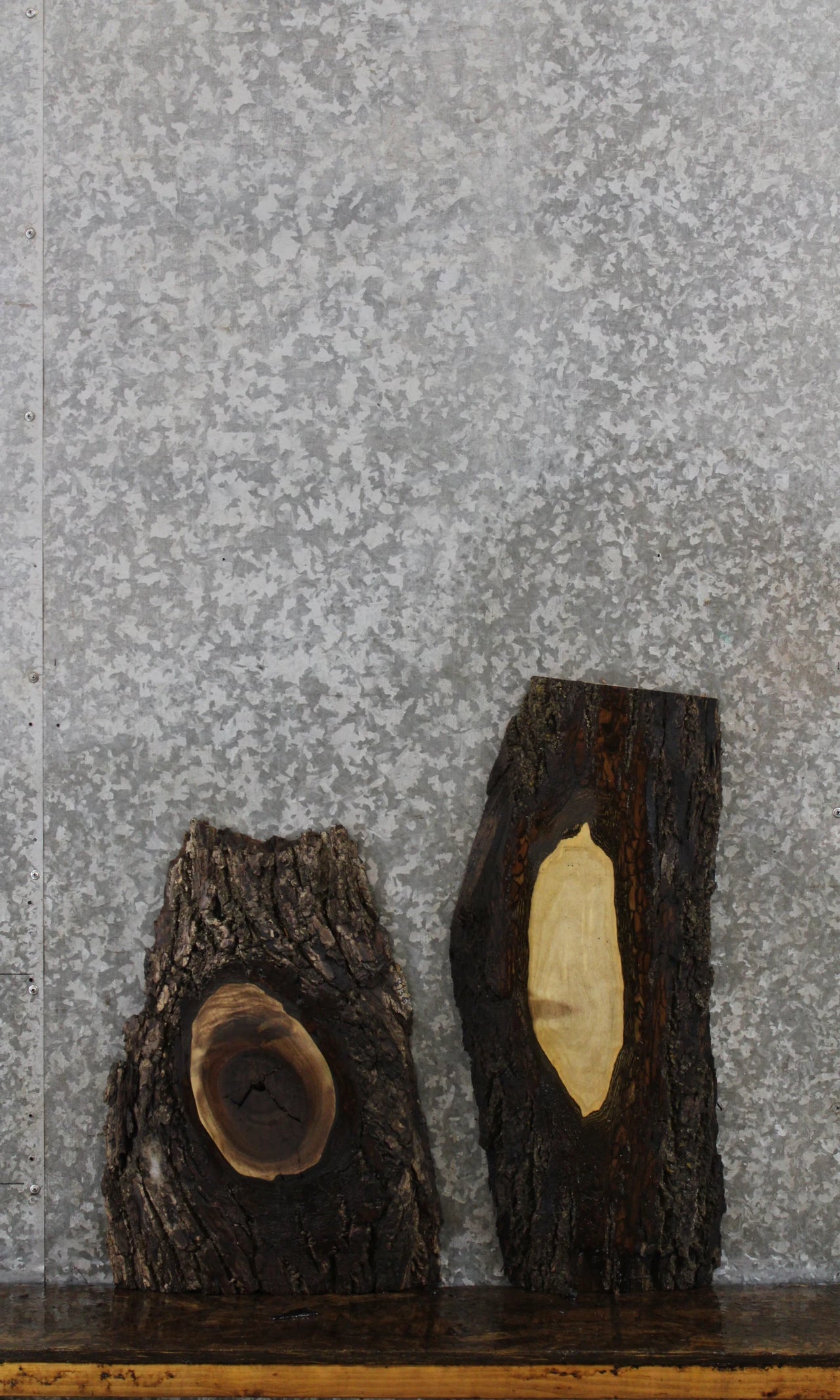 2- Black Walnut Live Edge Charcuterie Slab/Taxidermy Mount 8376-8377