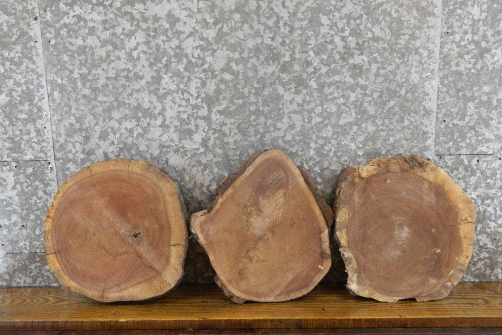 3- Round Cut Rustic Live Edge Black Walnut Craft Pack Wood Slabs 838-840