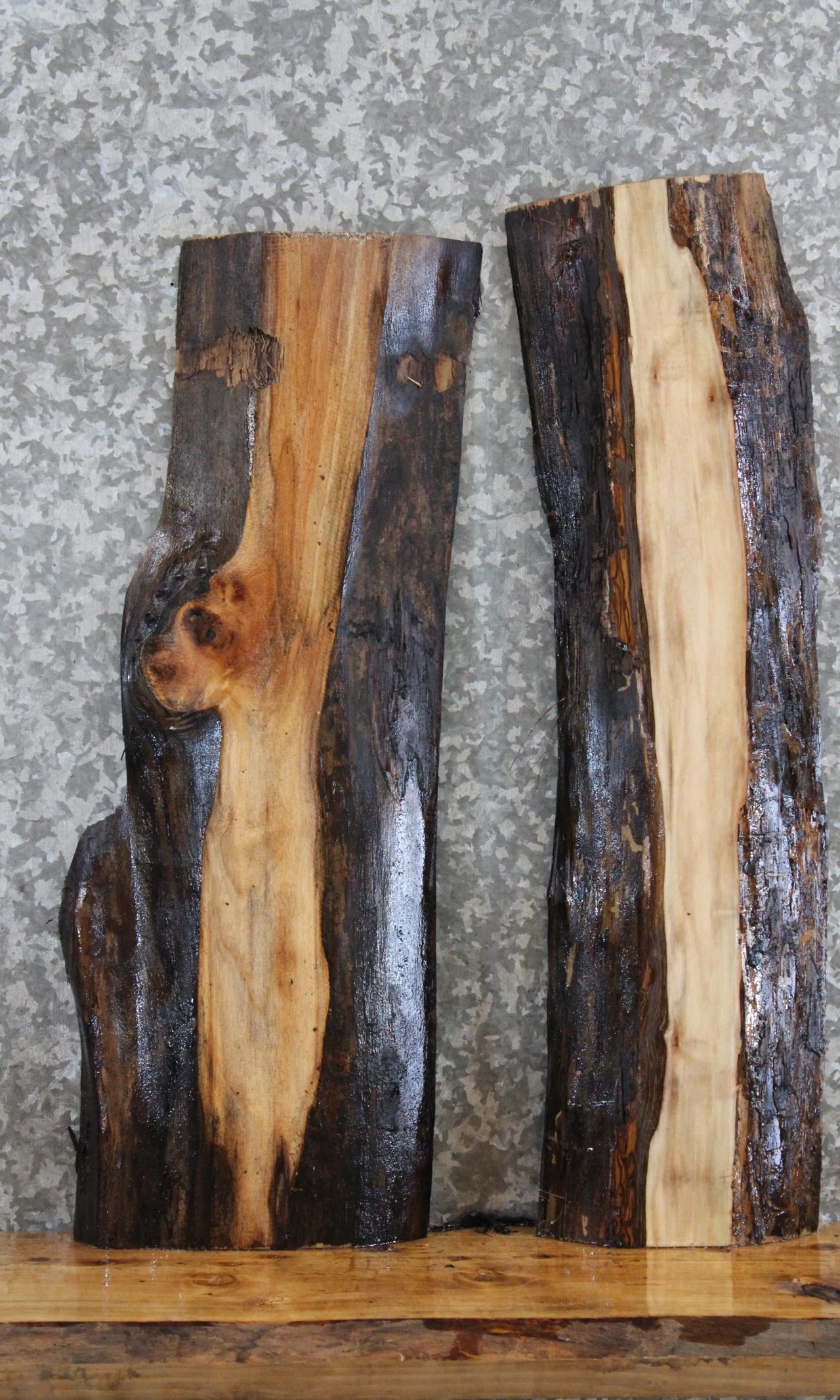 2- Black Walnut Live Edge Charcuterie Boards/Taxidermy Slabs 8396-8397