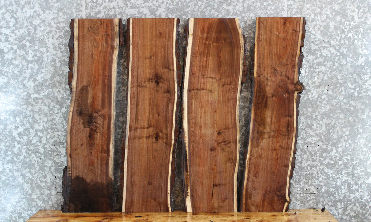 4- Live Edge Black Walnut Wall Shelves/Taxidermy Mounts 8404-8407