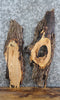 Thumbnail for 2- Live Edge White Oak Charcuterie Boards/Taxidermy Mounts 8429-8430