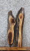 Thumbnail for 2- Live Edge Black Walnut Charcuterie Board/Taxidermy Mount Slabs 8456-8457