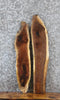 Thumbnail for 2- Live Edge Black Walnut Charcuterie Board/Taxidermy Mount Slabs 8456-8457