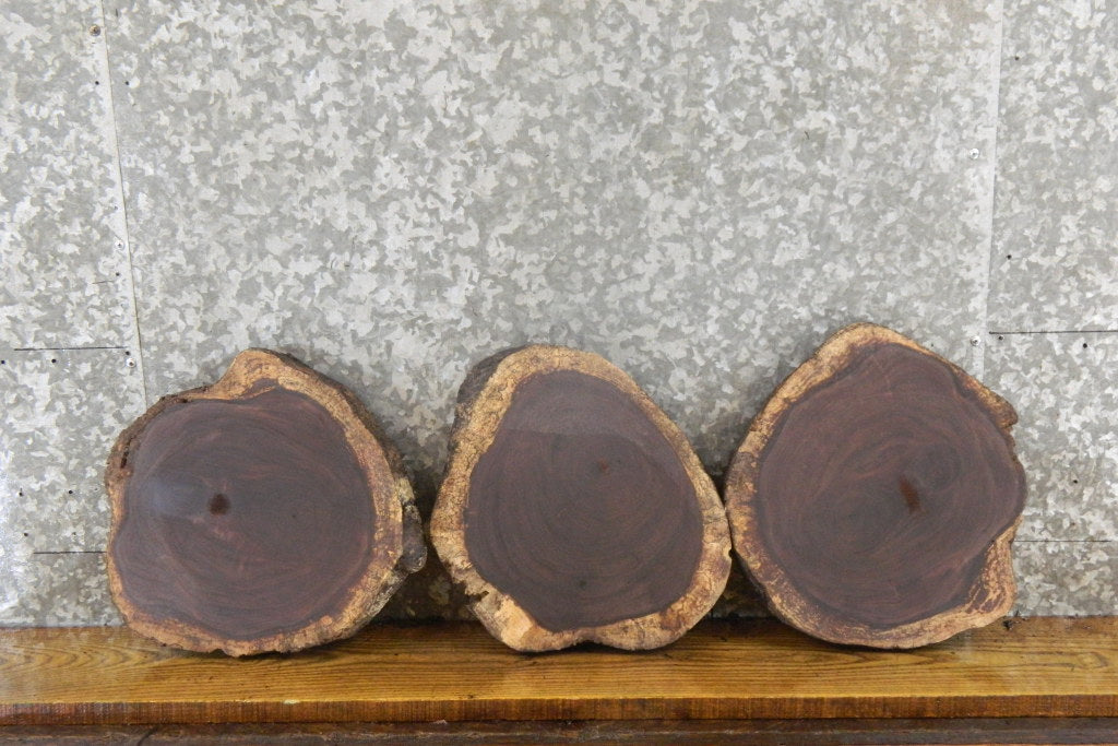 3- Natural Edge Round Cut Black Walnut Centerpiece Wood Slabs 849-851
