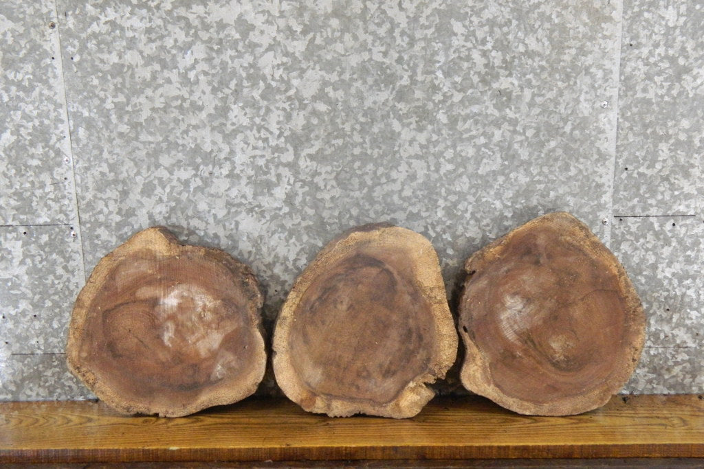 3- Natural Edge Round Cut Black Walnut Centerpiece Wood Slabs 849-851