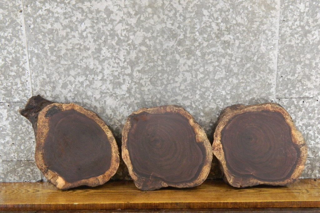 3- Live Edge Black Walnut Round Cut Display Stands/Craft Pack 855-857