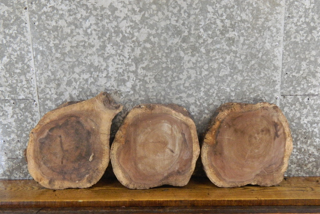 3- Live Edge Black Walnut Round Cut Display Stands/Craft Pack 855-857