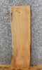 Thumbnail for Live Edge Salvaged Maple Taxidermy Mount/Accent Table Top Slab 8554
