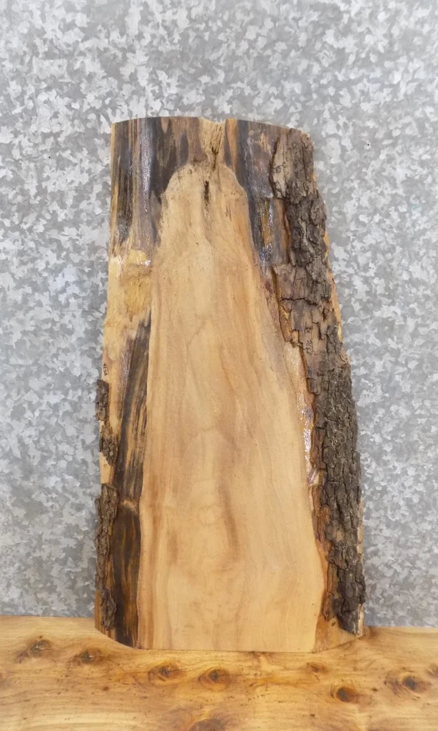 Salvaged Live Edge Maple End/Accent/Coffee Table Top Slab 8576