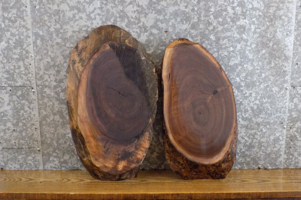 2- Oval Cut Live Edge Black Walnut Craft Pack/Taxidermy Bases 8711-8712