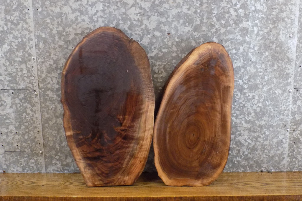 2- Oval Cut Live Edge Black Walnut Craft Pack/Taxidermy Bases 8711-8712