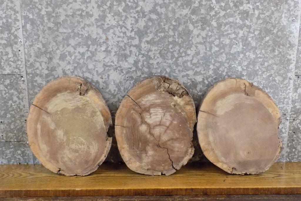 3- Round Cut Live Edge Rustic Black Walnut Craft Pack Slabs 8739