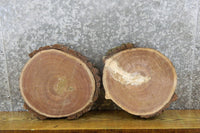Thumbnail for 2- Rustic Round Cut Live Edge Bark Black Walnut Slabs CLOSEOUT 12074-12075