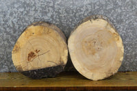 Thumbnail for 2- Live Edge Ash Round Cut Rustic Taxidermy Slabs CLOSEOUT 12109-12110