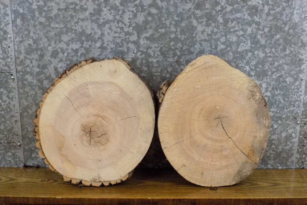 2- Live Edge Ash Round Cut Rustic Taxidermy Base/Craft Pack Slabs 12116-12117