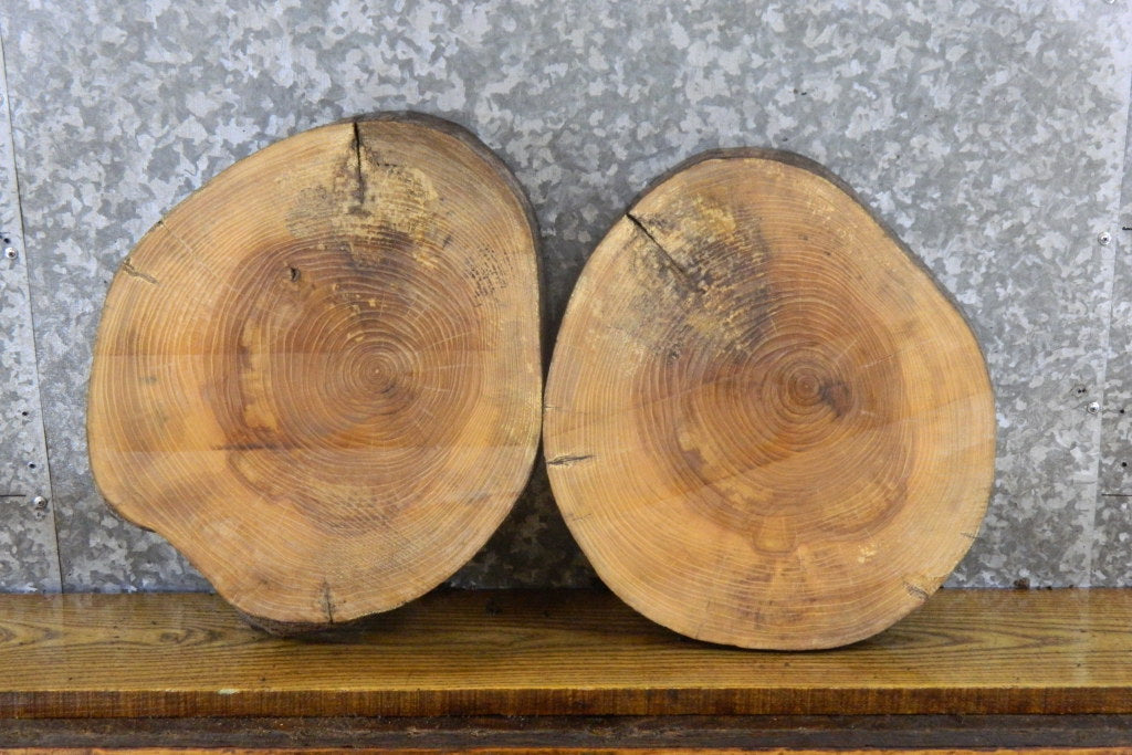 2- Live Edge Round Cut Rustic Ash Craft Pack/Taxidermy Bases 12119-12120