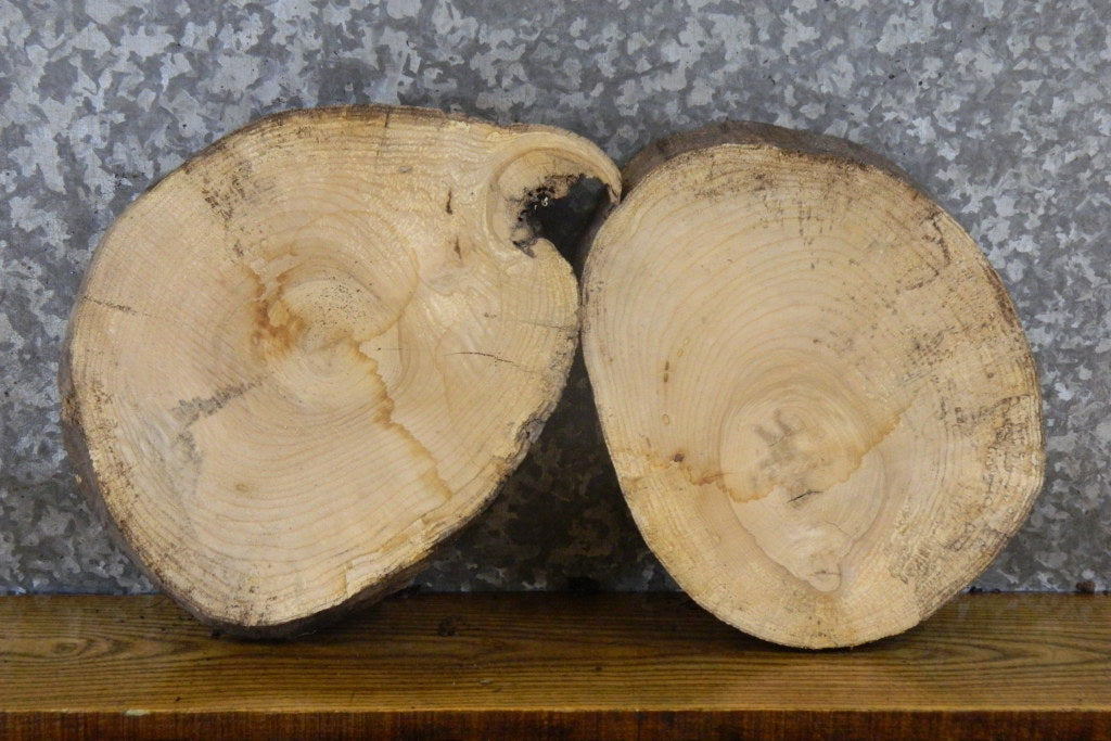 2- Live Edge Round Cut Salvaged Ash Craft Pack/Taxidermy Bases 12146-12147