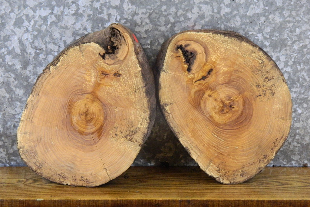 2- Live Edge Round Cut Reclaimed Ash Craft Pack/Taxidermy Bases 12148-12149