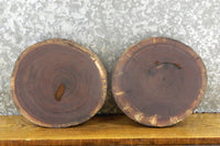 Thumbnail for 2- Round Cut Live Edge Black Walnut Reclaimed Craft Pack Slabs 12285-12286
