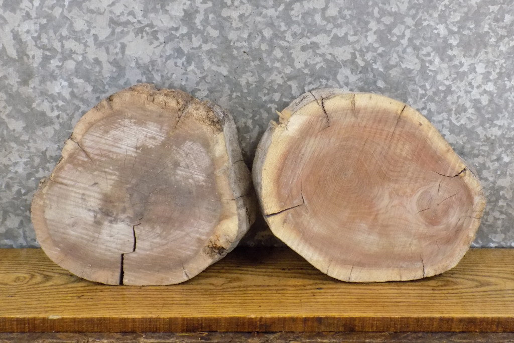 2- Live Edge Spalted Maple Round Cut Taxidermy Bases 12656-12657