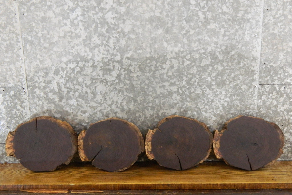 4- Natural Edge Round Cut Black Walnut Centerpieces CLOSEOUT 12849-12852
