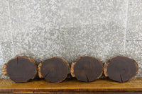 Thumbnail for 4- Natural Edge Round Cut Black Walnut Centerpieces CLOSEOUT 12849-12852