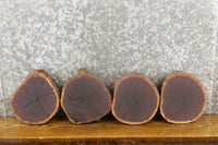 Thumbnail for 8- Natural Edge Round Cut Black Walnut Craft Pack/Taxidermy Bases 12872-12879