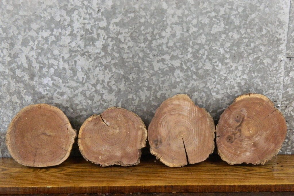 8- Natural Edge Round Cut Black Walnut Craft Pack/Taxidermy Bases 12872-12879