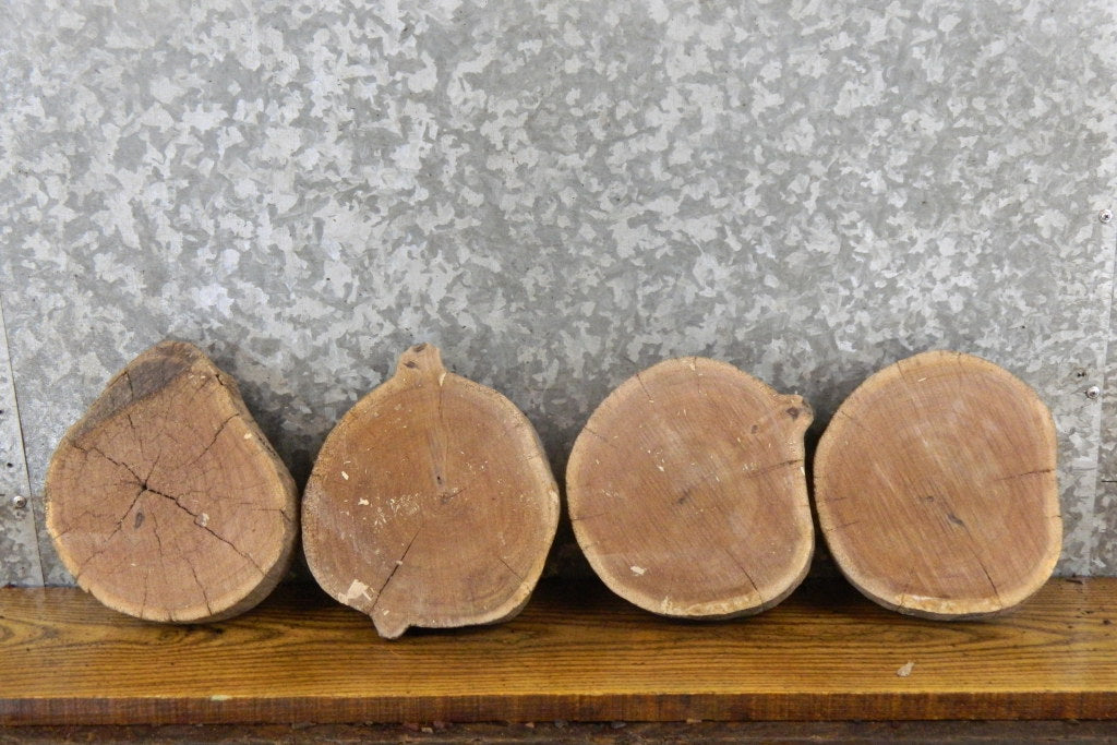 8- Natural Edge Round Cut Black Walnut Craft Pack/Taxidermy Bases 12872-12879