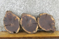 Thumbnail for 3- Salvaged Round Cut Black Walnut Live Edge Craft Pack Slabs 12886-12888