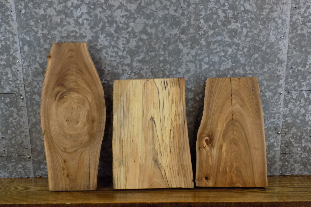 3- Natural Edge Elm Rustic Craft Pack/Taxidermy Base Slabs 13533-13535