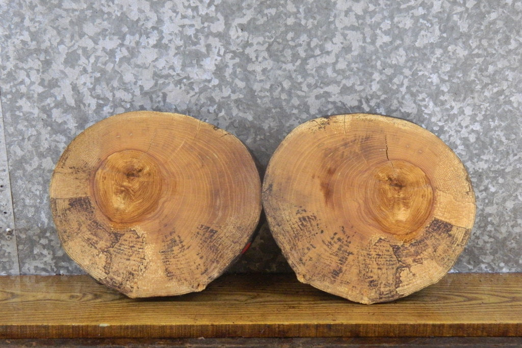 2- Salvaged Round Cut Live Edge Ash Craft Pack/Taxidermy Bases 13539-13540