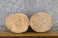 Thumbnail for 2- Salvaged Round Cut Live Edge Ash Craft Pack/Taxidermy Bases 13539-13540