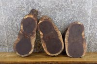 Thumbnail for 3- Oval Cut Live Edge Black Walnut Taxidermy Bases/Craft Pack 13581-13583