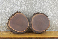 Thumbnail for 2- Black Walnut Live Edge Bark Tree Slices/Craft Pack Slabs 13897-13898
