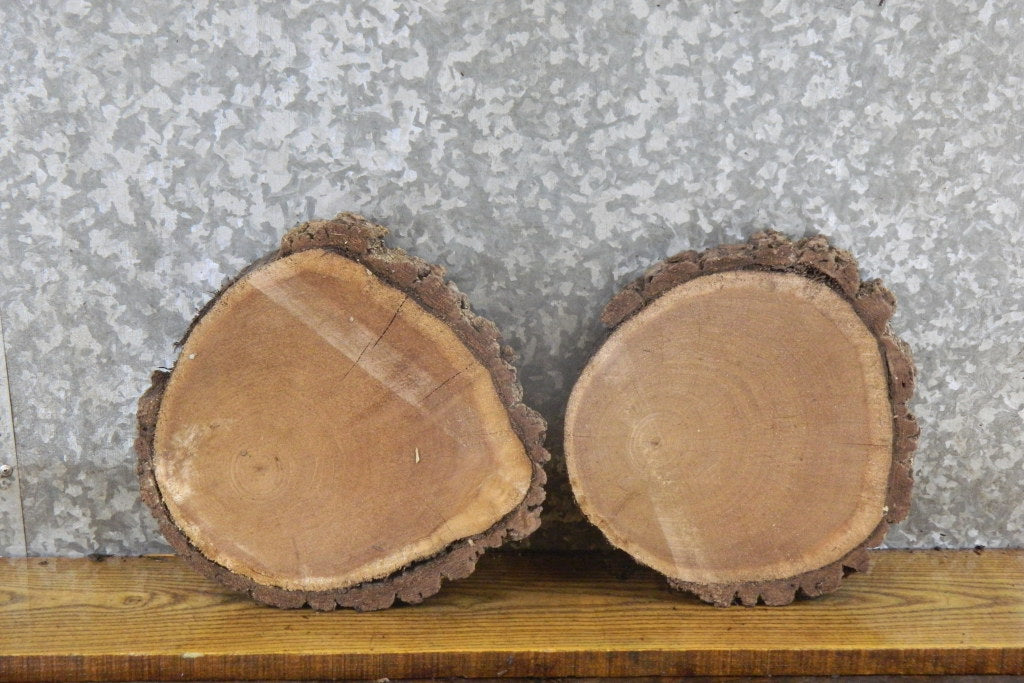 2- Black Walnut Live Edge Bark Tree Slices/Craft Pack Slabs 13897-13898