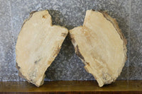 Thumbnail for 2- Oval Cut Partial Live Edge Spalted Maple Slabs CLOSEOUT 13979-13980