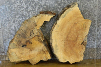 Thumbnail for 2- Salvaged Live Edge Spalted Maple Oval Cut Slabs CLOSEOUT 14046-14047