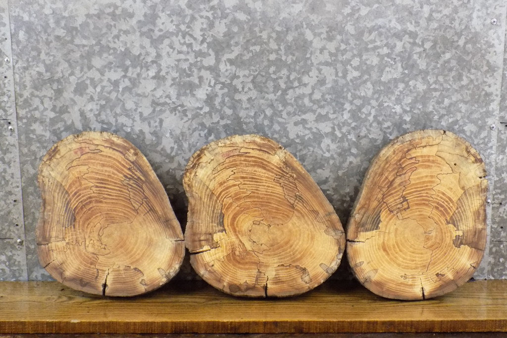 3- Reclaimed Round Cut Live Edge Maple Centerpieces/Craft Pack 14117-14119