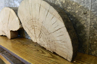 Thumbnail for 2- Partial Live Edge White Oak Oval Cut Taxidermy Slabs CLOSEOUT 14200-14201