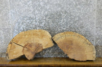 Thumbnail for 2- Partial Live Edge White Oak Oval Cut Taxidermy Slabs CLOSEOUT 14200-14201