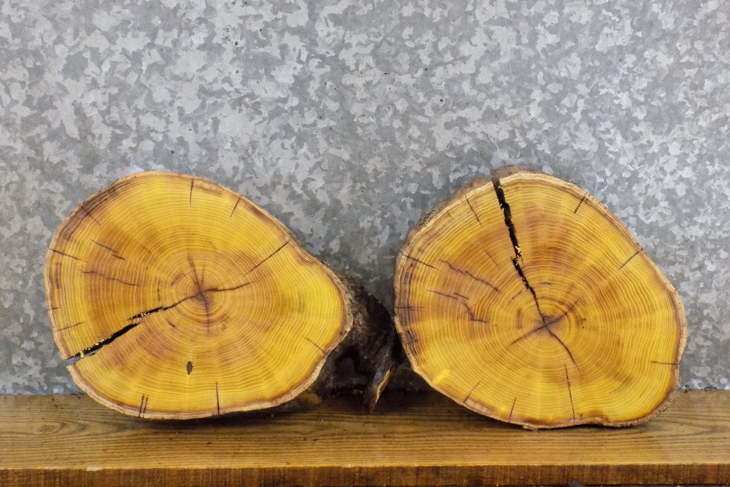 2- Salvaged Round Cut Live Edge Mulberry Craft Pack Wood Slabs 14312-14313