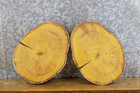 Thumbnail for 2- Natural Edge Round Cut Mulberry Reclaimed Clock Plaque Slabs 14316-14317