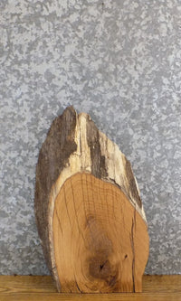 Thumbnail for Salvaged Natural Edge White Oak Taxidermy Base/Display Stand 14425