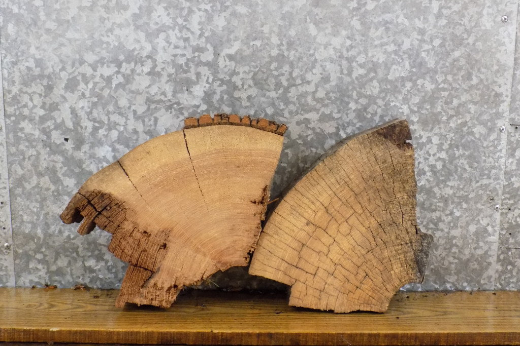 2- Rustic Round Cut Live Edge Ash Taxidermy Bases/Craft Pack 14458-14459