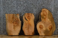 Thumbnail for 3- Live Edge Locust Artwood Taxidermy Board Pack 14755-14757
