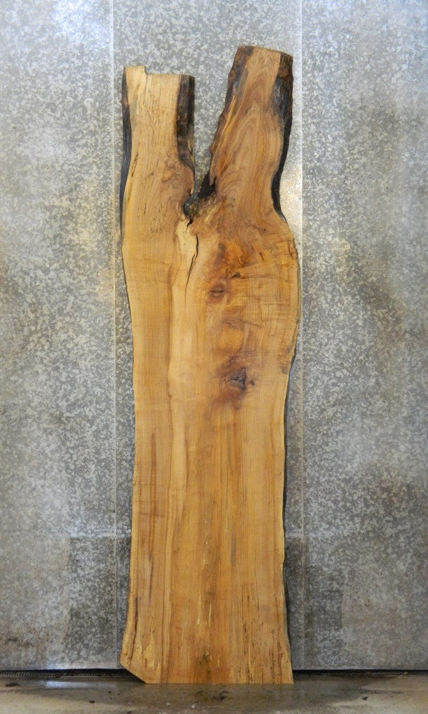 Live Edge Spalted Maple Rustic Bar Top Wood Slab CLOSEOUT 20245