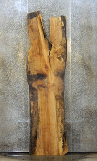 Thumbnail for Live Edge Spalted Maple Rustic Bar Top Wood Slab CLOSEOUT 20245