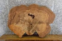 Thumbnail for Live Edge Oval Cut Elm Sofa/Side Table Top Wood Slab CLOSEOUT 20726