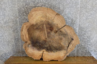 Thumbnail for Live Edge Rustic Elm Pub/Sofa Table Top Wood Slab CLOSEOUT 20740
